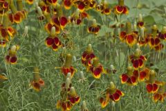 Upright Prairie Coneflower, Ratibida columnifera