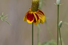 Upright Prairie Coneflower, Ratibida columnifera