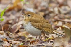 Veery, Catharus fuscescens