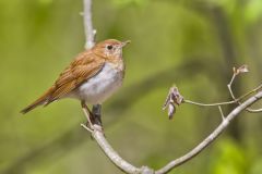 Veery, Catharus fuscescens