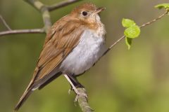 Veery, Catharus fuscescens