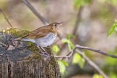 Veery, Catharus fuscescens