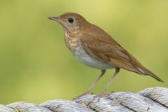 Veery, Catharus fuscescens