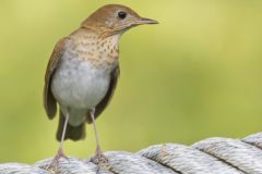 Veery, Catharus fuscescens