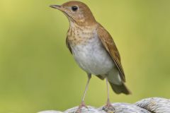 Veery, Catharus fuscescens