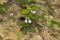 Veiny Skullcap, Scutellaria nervosa