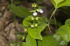 Veiny Skullcap, Scutellaria nervosa