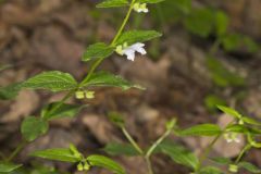 Veiny Skullcap, Scutellaria nervosa