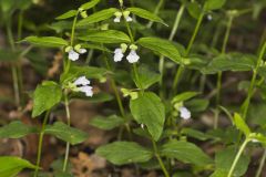 Veiny Skullcap, Scutellaria nervosa