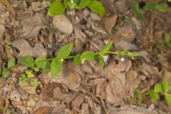 Veiny Skullcap, Scutellaria nervosa