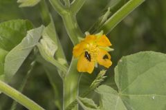 Velvetleaf, Abutilon theophrasti