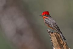 Vermilion Flycatcher, Pyrocephalus obscurus