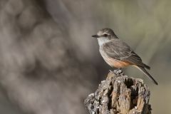 Vermilion Flycatcher, Pyrocephalus obscurus