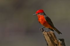 Vermilion Flycatcher, Pyrocephalus obscurus