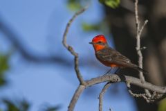 Vermilion Flycatcher, Pyrocephalus obscurus