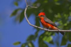 Vermilion Flycatcher, Pyrocephalus obscurus