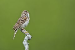 Vesper Sparrow, Pooecetes gramineus