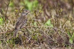 Vesper Sparrow, Pooecetes gramineus