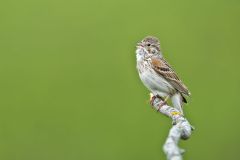 Vesper Sparrow, Pooecetes gramineus