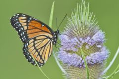 Viceroy, Limenitis archippus