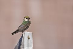 Violet-green Swallow, Tachycineta thalassina