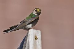 Violet-green Swallow, Tachycineta thalassina