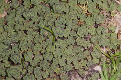 Violet Woodsorrel, Oxalis violacea