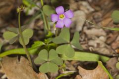 Violet Woodsorrel, Oxalis violacea