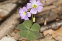 Violet Woodsorrel, Oxalis violacea