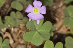 Violet Woodsorrel, Oxalis violacea