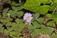 Violet Woodsorrel, Oxalis violacea