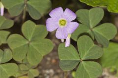 Violet Woodsorrel, Oxalis violacea