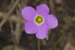 Violet Woodsorrel, Oxalis violacea