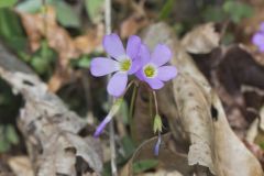 Violet Woodsorrel, Oxalis violacea