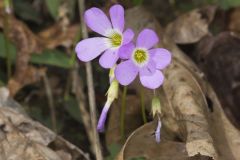 Violet Woodsorrel, Oxalis violacea