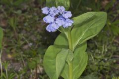 Virginia Bluebells, Mertinsia virginica