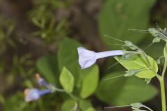 Virginia Bluebells, Mertinsia virginica