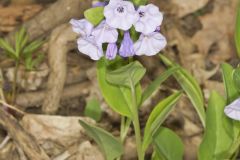 Virginia Bluebells, Mertinsia virginica