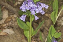 Virginia Bluebells, Mertinsia virginica