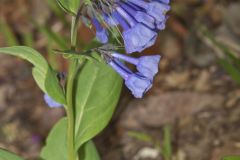 Virginia Bluebells, Mertinsia virginica