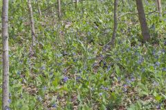 Virginia Bluebells, Mertinsia virginica