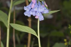 Virginia Bluebells, Mertinsia virginica