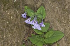 Virginia Bluebells, Mertinsia virginica