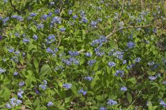 Virginia Bluebells, Mertinsia virginica