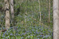 Virginia Bluebells, Mertinsia virginica