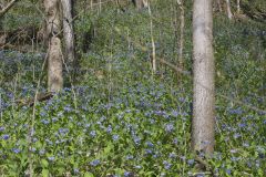 Virginia Bluebells, Mertinsia virginica