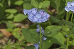 Virginia Bluebells, Mertinsia virginica