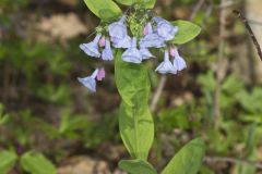 Virginia Bluebells, Mertinsia virginica