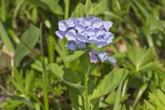 Virginia Bluebells, Mertinsia virginica