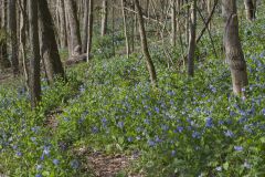 Virginia Bluebells, Mertinsia virginica